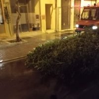 Πτώση δέντρου στην οδό Τράντα στην Κοζάνη – Άμεση επέμβαση της Πυροσβεστικής Υπηρεσίας Κοζάνης για την απομάκρυνσή του