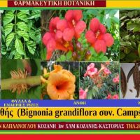 Κάμψις: Βιγόνια η μεγάνθης – Των Σταύρου Π. & Μάρθας Στ. Καπλάνογλου