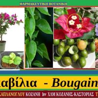 Μπ(β)ουκαμβίλια –  Των Σταύρου & Μάρθας Καπλάνογλου