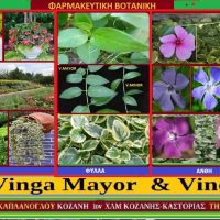 Βίγκα – Αγριολίζα- Των Σταύρου Π. & Μάρθας Στ. Καπλάνογλου