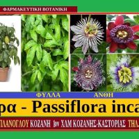 Πασιφλόρα – Passiflora incarnate – Του Σταύρου Π. Καπλάνογλου