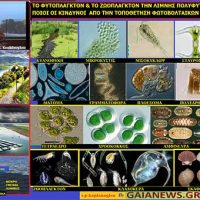 Το φυτοπλαγκτόν & το ζωοπλαγκτόν της λίμνης Πολυφύτου της Κοζάνης – Του Σταύρου Π. Καπλάνογλου