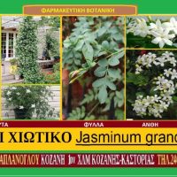 Γιασεμί Χιώτικο (Jasminum grandiflorum) – Των Σταύρου & Μάρθας Καπλάνογλου