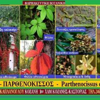 Αμπέλοψη – Των Σταύρου & Μάρθας Καπλάνογλου