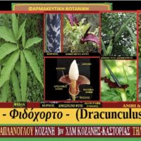 Δρακόντια – Φιδόχορτο – Dracunculus vulgaris – Του Σταύρου Π. Καπλάνογλου