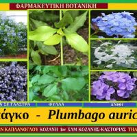 Πλουμπάγκο ή Μπλε Γιασεμί, Plumbago auriculata – Του Σταύρου Π. Καπλάνογλου