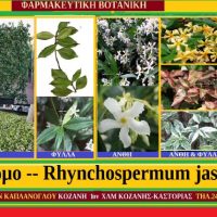 Ρυγχόσπερμο — Rhynchospermum jasminoides – Των Σταύρου & Μάρθας Καπλάνογλου