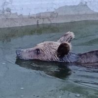 Απεγκλωβισμός νεαρής αρκούδας από ΟΦΥΠΕΚΑ, Καλλιστώ και Δασική Υπηρεσία