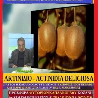 Ακτινίδιο – kiwi – aktinidia deliciosa – Δείτε το βίντεο – Του Σταύρου Π. Καπλάνογλου