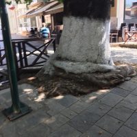 Ρίζες – φίδια στη Λευκοπηγή… Του Β. Π. Καραγιάννης