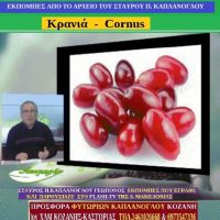 Κρανιά – Cornus (δείτε το βίντεο) – Της Μάρθας Στ. Καπλάνογλου