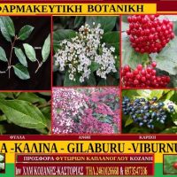 ΒΙΒΟΥΡΝΟ ΧΙΟΝΟΣΦΑΙΡΑ  -ΚΑΛΙΝΑ – GILABURU -VIBURNUM  OPULUS – Του Στ. Καπλάνογλου