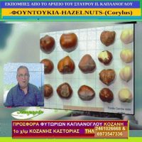 Φουντουκιά ή λεπτοκαρυά (Corylus avellana ) – video – Της Μάρθας Στ. Καπλάνογλου