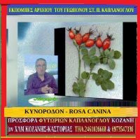 Κυνορόδον ή σκυλορόδον ή αγριοτριαντάφυλλο – Δείτε το βίντεο – Των Σταύρου & Μάρθας Καπλάνογλου