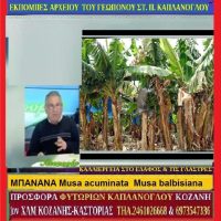 Καλλιέργεια μπανάνας – Δείτε το βίντεο – Του Σταύρου Π. Καπλάνογλου
