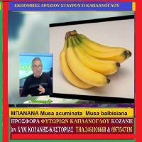 Μπανάνα: Ιατροφαρμακευτικές & άλλες χρήσεις της (βίντεο) – Του Σταύρου Π. Καπλάνογλου