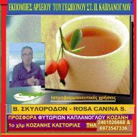 Σκυλορόδον: Συγκομιδή – Επεξεργασία – Ιατροφαρμακευτικές ιδιότητες – Του Σταύρου Π. Καπλάνογλου