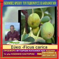 Η συκιά & τα σύκα, Ficus carica – Δείτε το βίντεο – Του Σταύρου Π. Καπλάνογλου