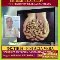 Η φιστικιά & τα φυστίκια Αιγίνης (επιστ. Pistacia vera) – Της Μάρθα Στ. Καπλάνογλου
