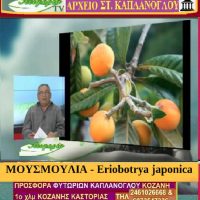 Η μουσμουλιά – Γράφει η γεωπόνος Μάρθα Καπλάνογλου