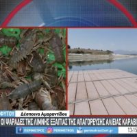 Παραμένει η απαγόρευση αλιείας καραβίδας στην λίμνη Πολυφύτου λόγω μύκητα