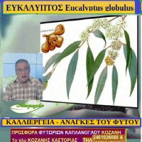 Ευκάλυπτος: Eucalyptus globulus – Της Μάρθας Στ. Καπλάνογλου – Δείτε το βίντεο