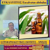Ευκάλυπτος: Eucalyptus globulu – Δείτε το βίντεο – Της Μάρθας Στ. Καπλάνογλου