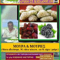 Μούρα και μουριές – Δείτε το βίντεο -Της Μάρθας Στ. Καπλάνογλου