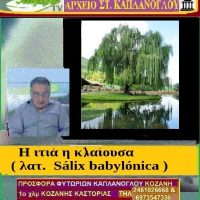 ΙΤΙΑ  ΚΛΑΙΟΥΣΑ – Salix babylonica (2 video ) – Της Μάρθας Στ .Καπλάνογλου