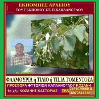 Τίλιο, Φλαμουριά, Φιλύρα – Της Μάρθας Στ. Καπλάνογλου