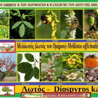Λωτός – Diospyros kaki (video) – Της Μάρθας Στ. Καπλάνογλου