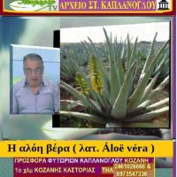 Η αλόη βέρα (Áloë véra) – Της Μάρθας Στ. Καπλάνογλου
