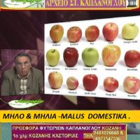 Μήλο και μηλιά: Ιστορία, καλλιέργεια, ιατροφαρμακευτικές ιδιότητες – Γράφει η Μάρθα Στ. Καπλάνογλου, γεωπόνος