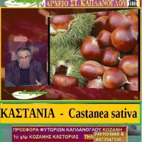 Καστανιά & Κάστανο – Της Μάρθας Στ. Καπλανογλου