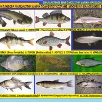 Εναλλακτικός Τουρισμός στην Δυτική Μακεδονία 4ομέρος – Του Σταύρου Π. Καπλάνογλου Πρόεδρου του ΕΒΕ Κοζάνης 1983-1987