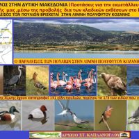 Εναλλακτικός τουρισμός στη Δυτική Μακεδονία – Ο παράδεισος των πουλιών βρίσκεται στη λίμνη Πολυφύτου -Του Σταύρου Π. Καπλάνογλου