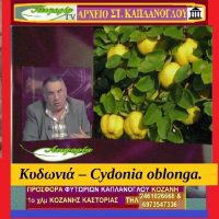 Κυδώνια – Cydonia oblonga (video) – Της Μάρθας Στ. Καπλάνογλου