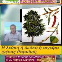 Η λεύκη ή λεύκα ή αιγείρα – Της Μάρθας Στ. Καπλάνογλου