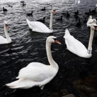 Μαθήτρια από την Κοζάνη έπεσε στη λίμνη της Καστοριάς σε σχολική εκδρομή – Καλούσε σε βοήθεια – Από θαύμα δεν υπήρξαν χειρότερα