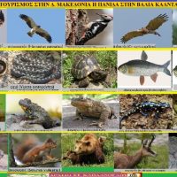 Η πανίδα στην Βάλια Κάλντα – Του Σταύρου Π. Καπλάνογλου