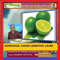 Μοσχολέμονο ή λεμόνι λάιμ -Του Σταύρου Π. Καπλάνογλου