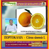 Πορτοκάλια: Διατροφικά οφέλη & Ιατροφαρμακευτικές ιδιότητες – Της Μάρθας Στ. Καπλάνογλου