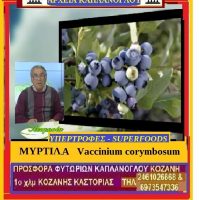 Mύρτιλλα: Vaccinium corymbosum  – blueberry -(video αρχείου ) – Της Μάρθας Στ. Καπλάνογλου