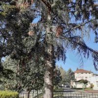 Απομάκρυνση επικίνδυνου δέντρου στο Γυμνάσιο – Λύκειο Νεάπολης