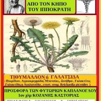 Γαλατσίδα βότανο από τον κήπο του Ιπποκράτη- Της Μάρθας Στ. Καπλάνογλου