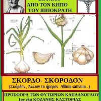 Σκόρδον ή Σκόρδο από τον κήπο του Ιπποκράτη – Της Μάρθας Στ. Καπλάνογλου