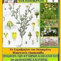 Το Χαμαίμηλον του Ιπποκράτη (Matricaria chamomilla) – Της Μάρθας Στ. Καπλάνογλου