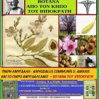 Πικρή αμυγδαλιά από τον Κήπο του Ιπποκράτη – Της Μάρθας Στ. Καπλάνογλου