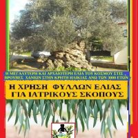 Η χρήση φύλλων ελιάς για ιατρικούς σκοπούς βότανα από τον κήπο του Ιπποκράτη – Της Μάρθας Στ. Καπλάνπγλου