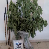Πτολεμαΐδα: Σύλληψη 62χρονου για καλλιέργεια κάνναβης και κατοχή οπλισμού – Κατασχέθηκαν ναρκωτικά, βαλλίστρα, τσεκούρια και λόγχες